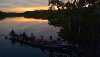 parrots in the amazon